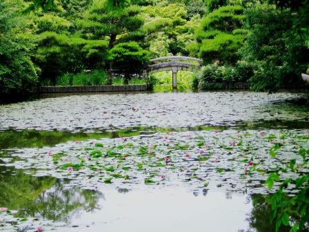 Japan pond