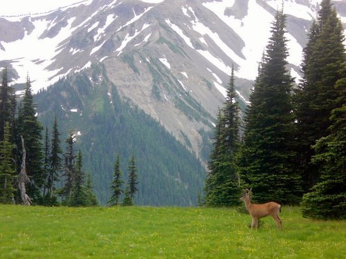 Baby buck and mt. rainer