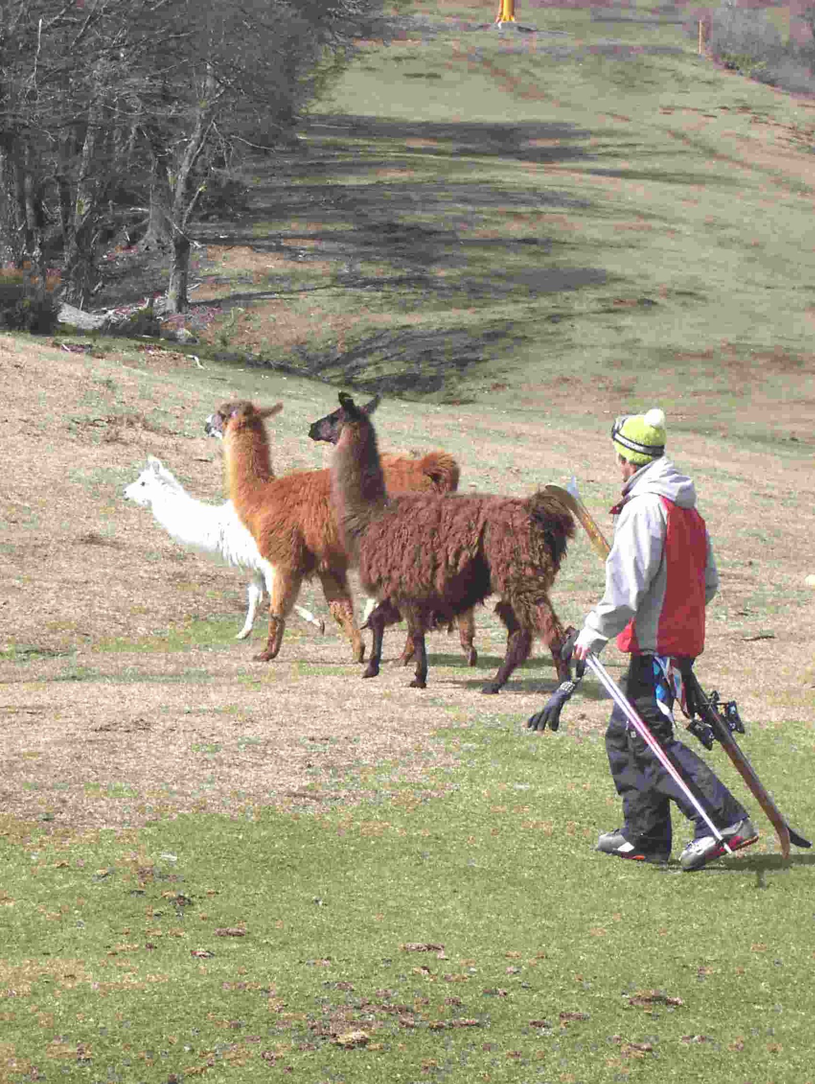 Llamas in the ski way