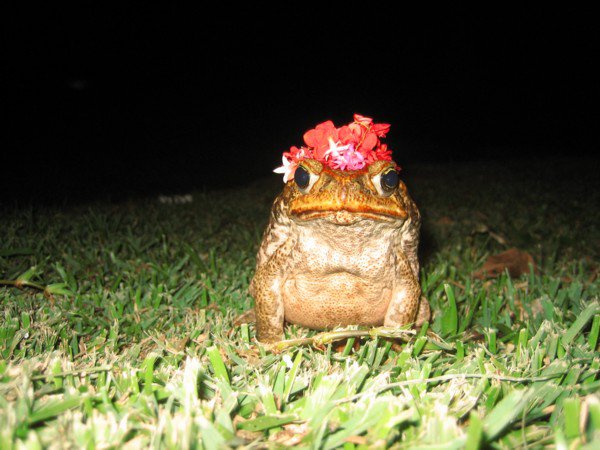 Have you EVER seen a toad look so pissed...