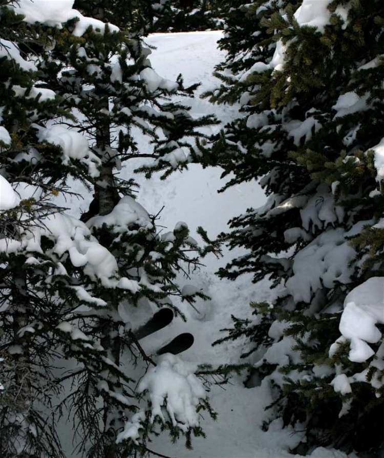 Loveland Pass Trees November