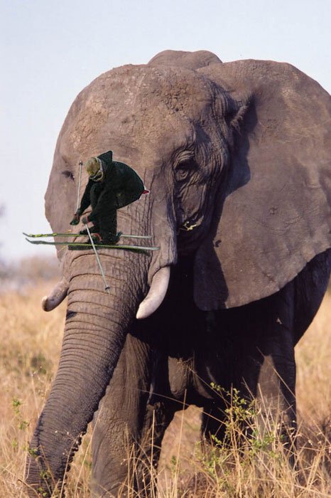 PSWAR Elephant grind