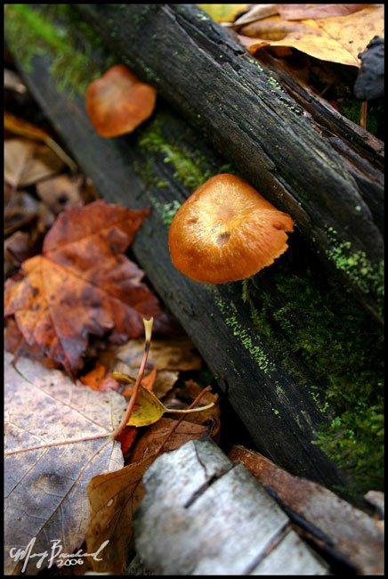 Fall Growth