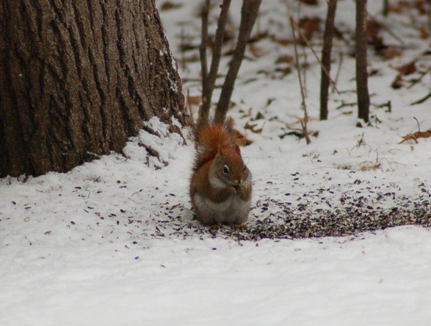 Red Squirrel!