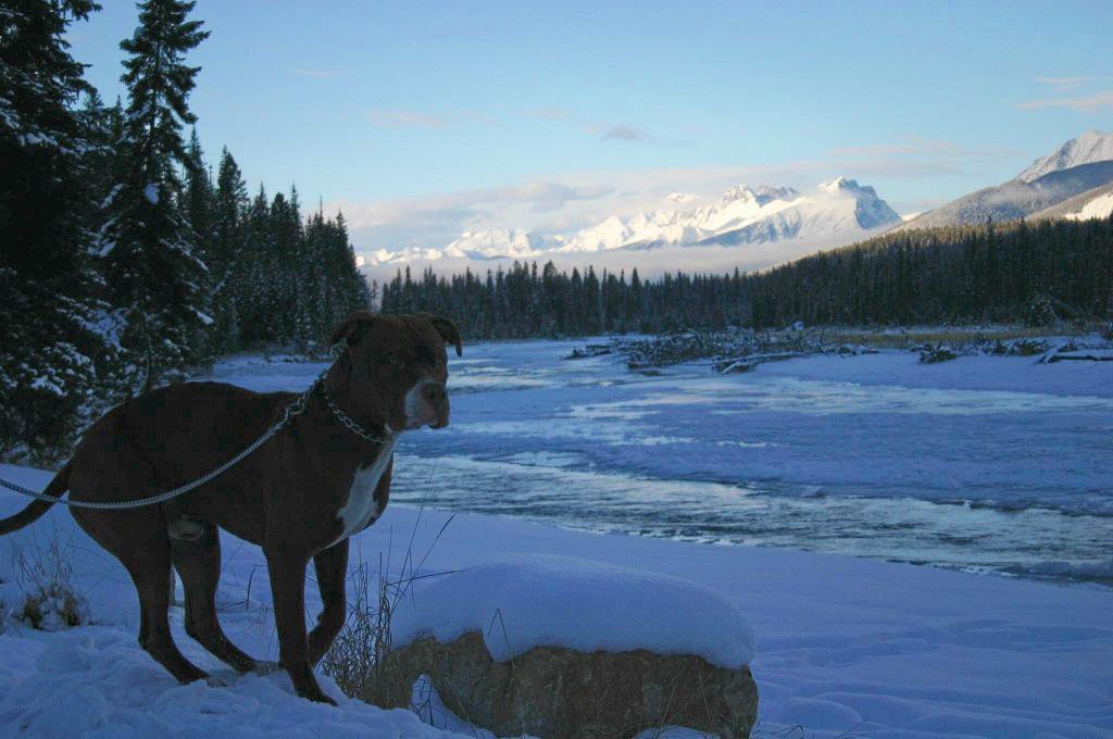 Sage on the way to Banff!