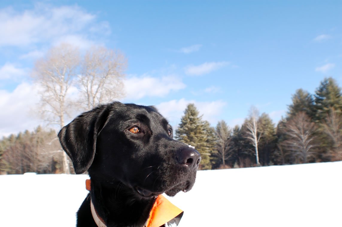 Black Lab