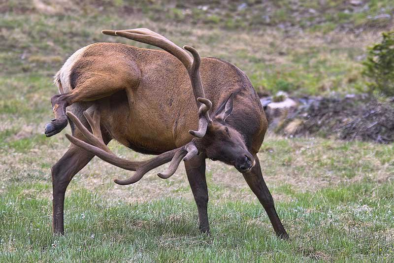 Why elk have antlers