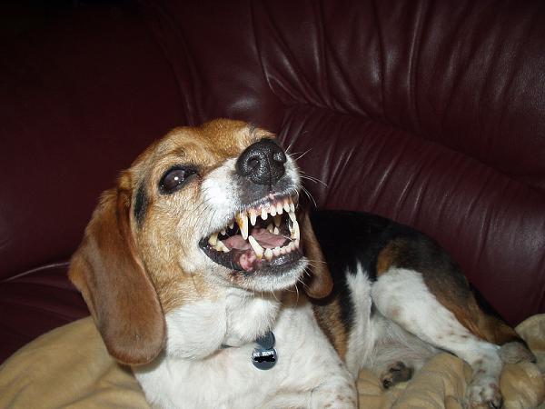 Mad beagle