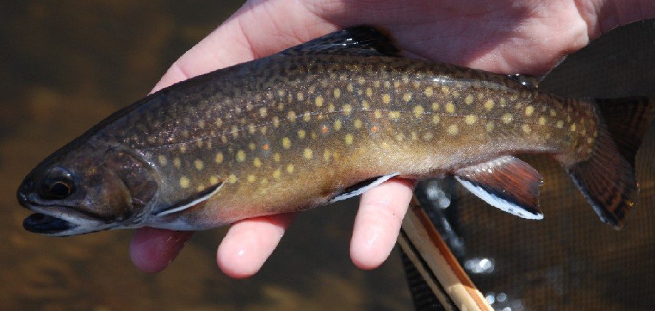 Different Brookie