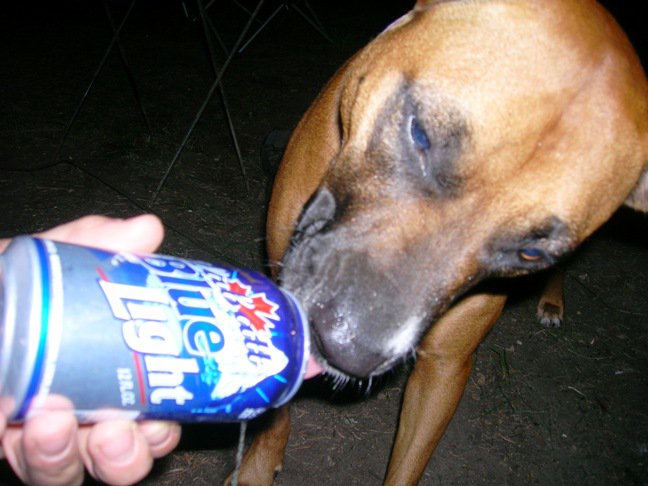 This dog love beer a little too much.....
