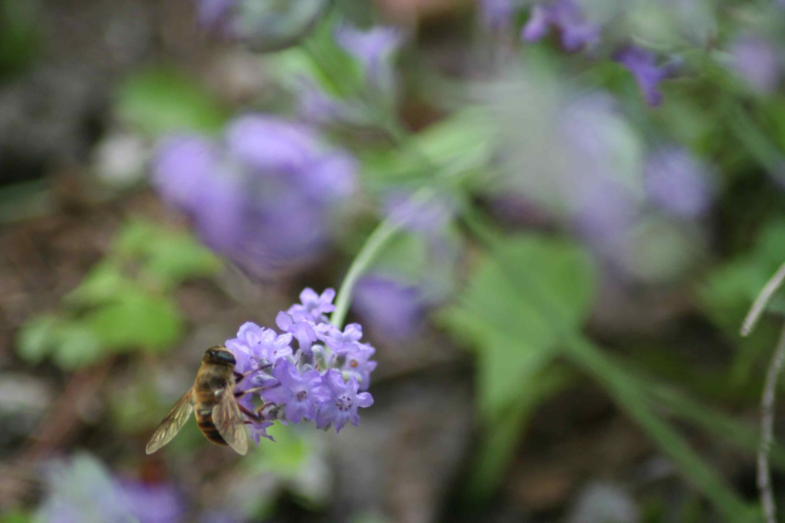 Backyard bee