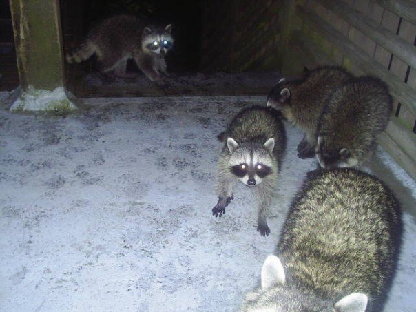 More racoons