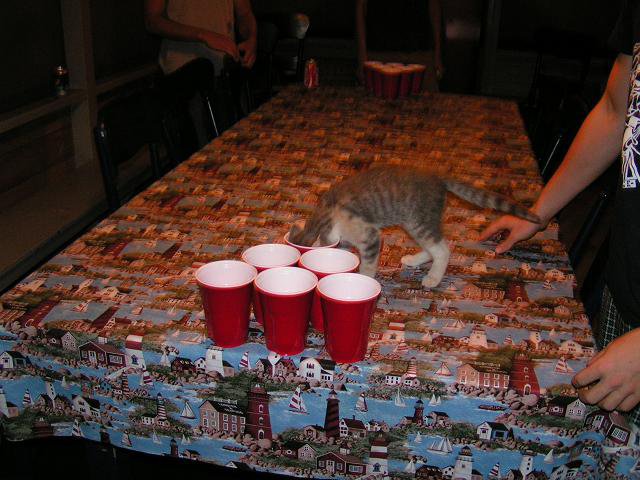 Beer pong kitty