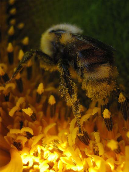 Bee in a Sunflower