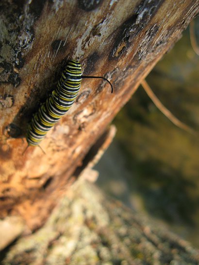 Poisonous Caterpillar