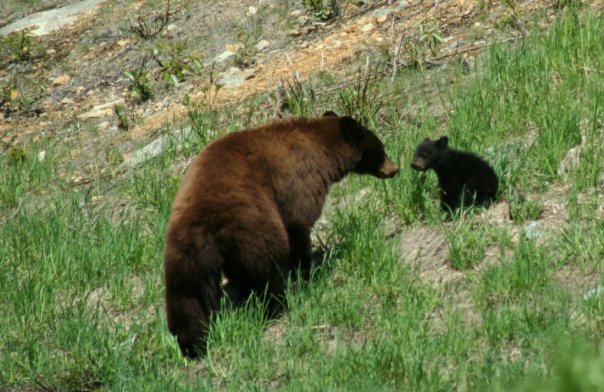 Mom and Cub