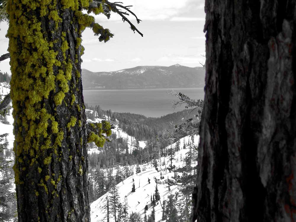 Moss over tahoe