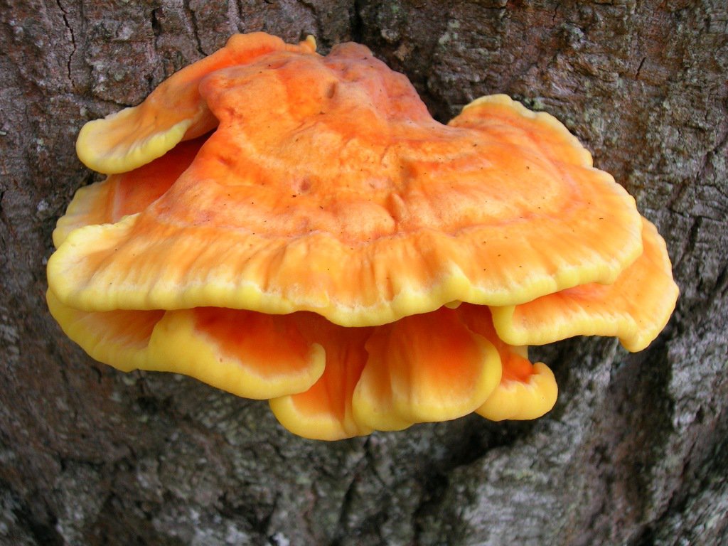 Crazy Fungus