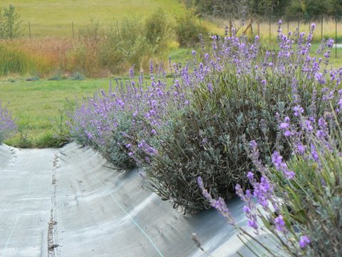 Lavender fields