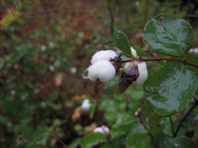 Snow Berries