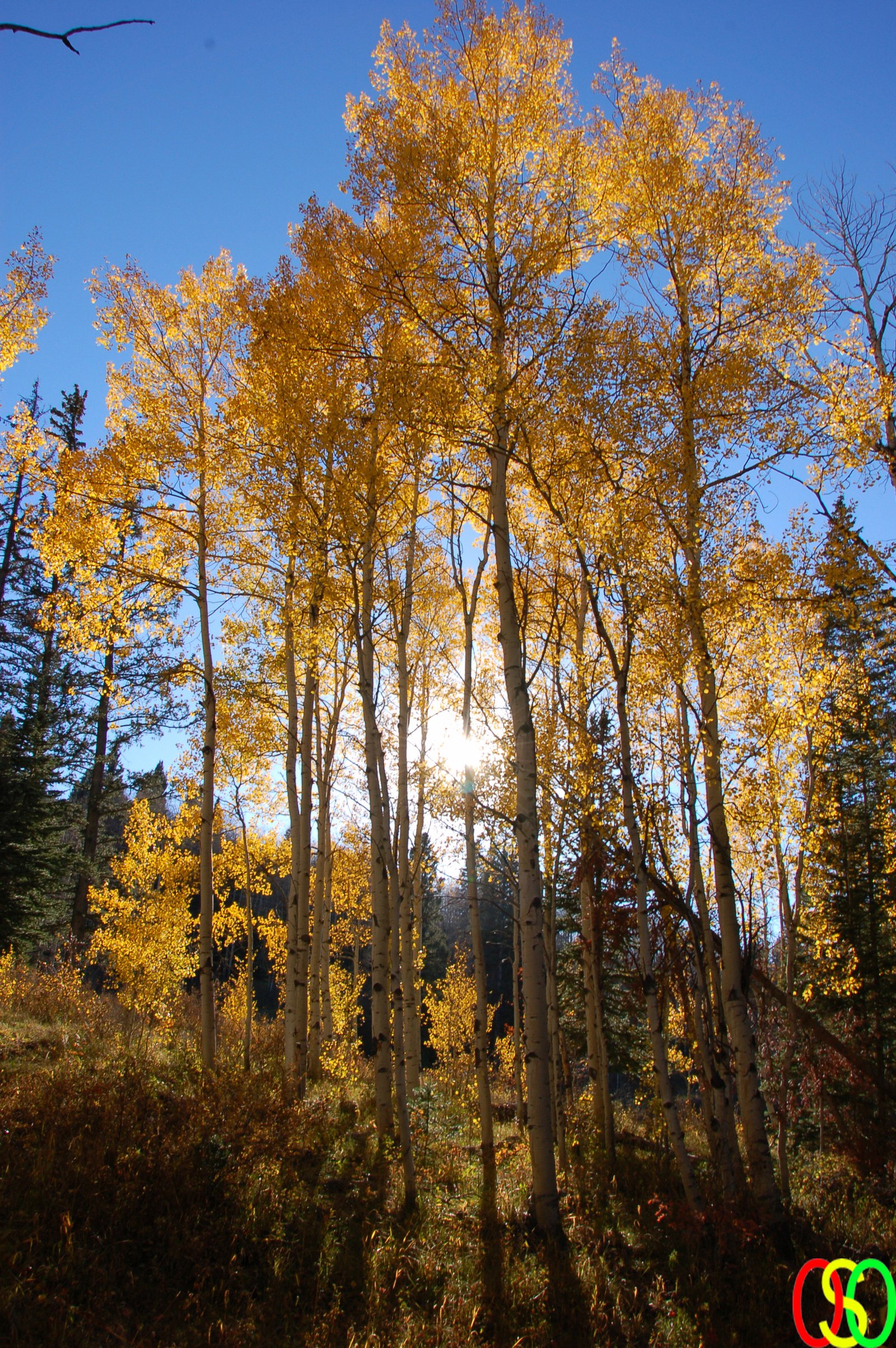 Aspen Tree