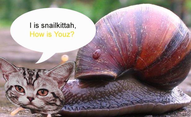 Snail Kittah Is Herez!