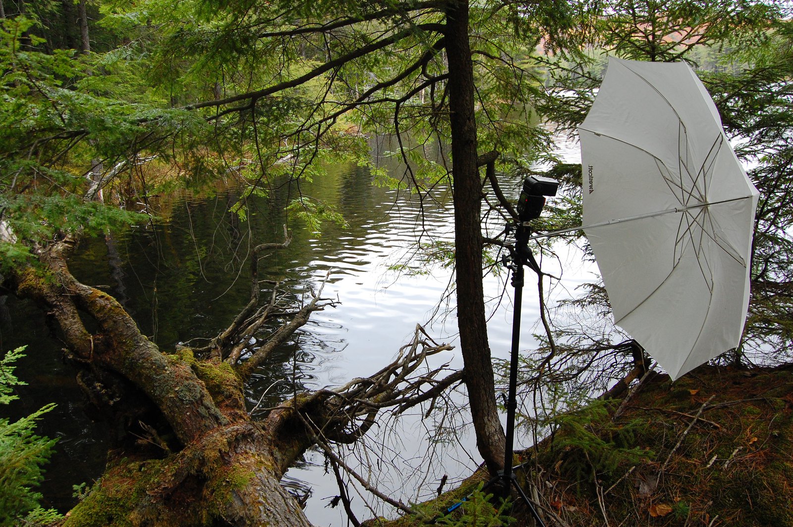 Nature shooting