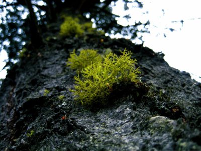 Moss on Tree