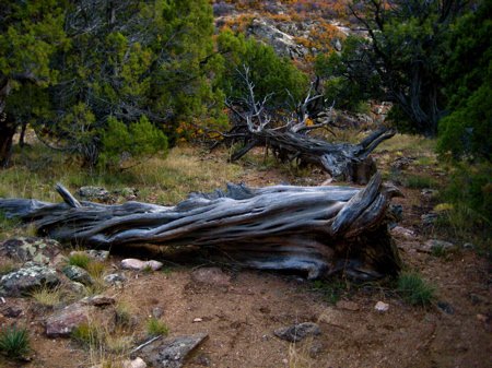 The Trees.....they fell