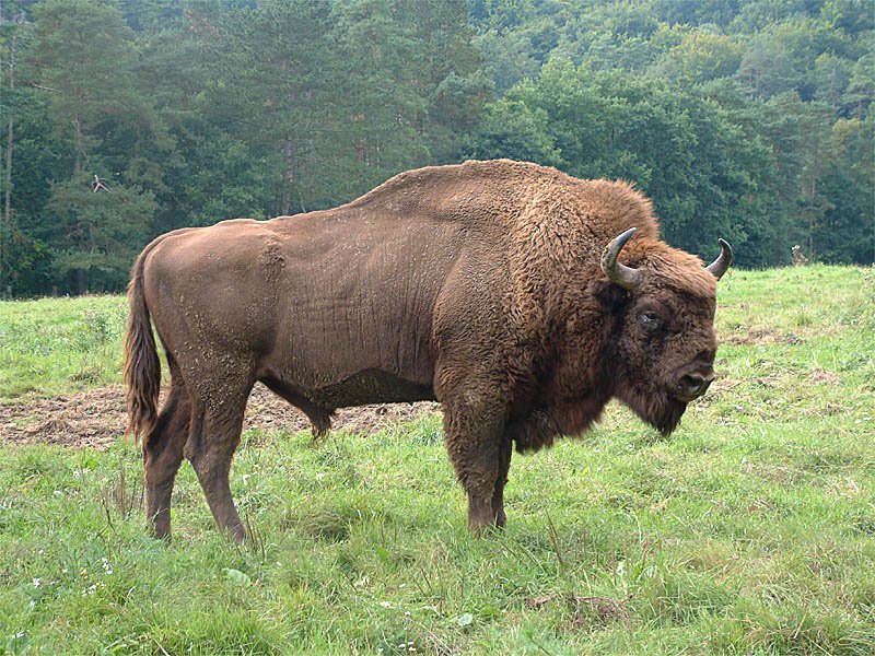 Dream Bison