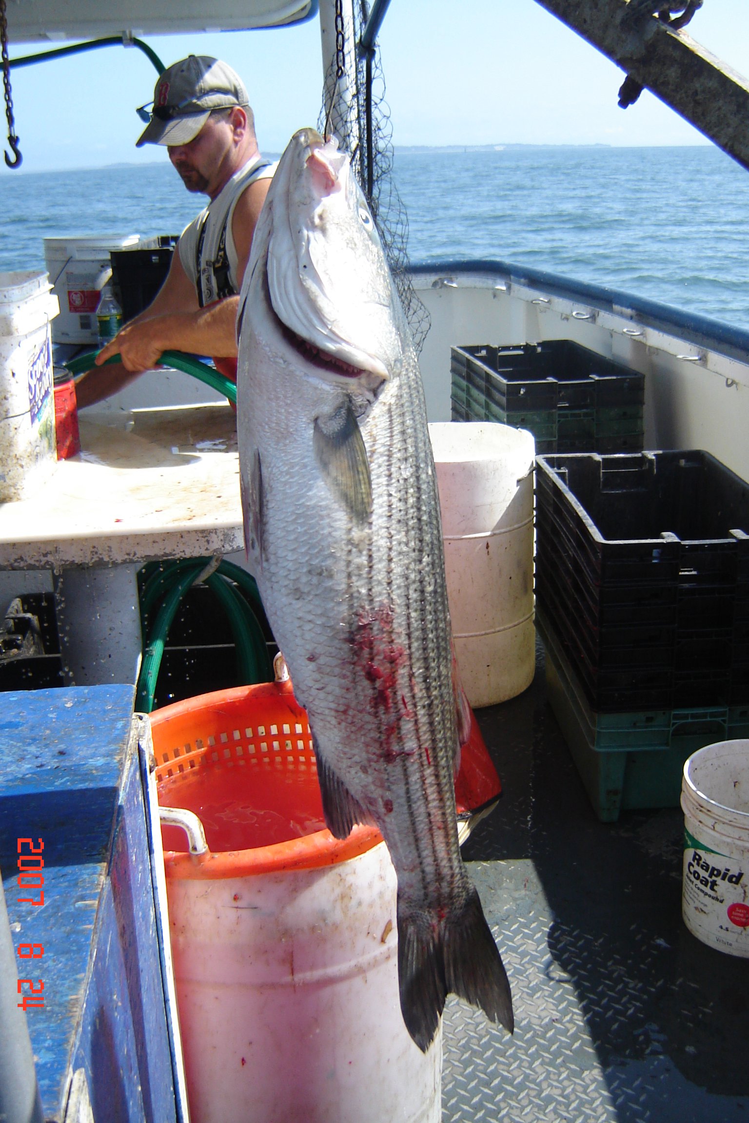 Monster striped bass i caught when i went deep se fishing