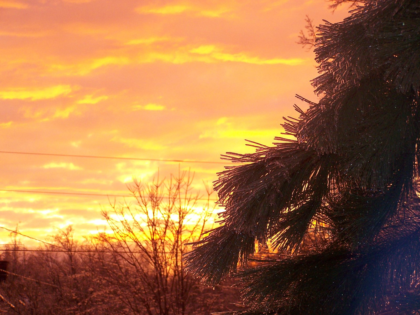 Sunset / icy tree