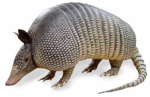 Armadillo