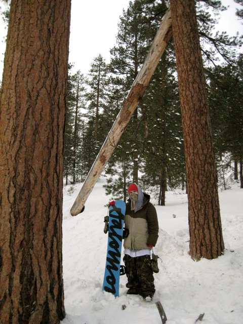 Justin And The Up Tree