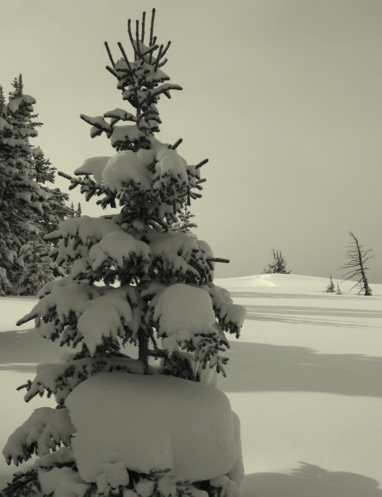 Snow-covered tree