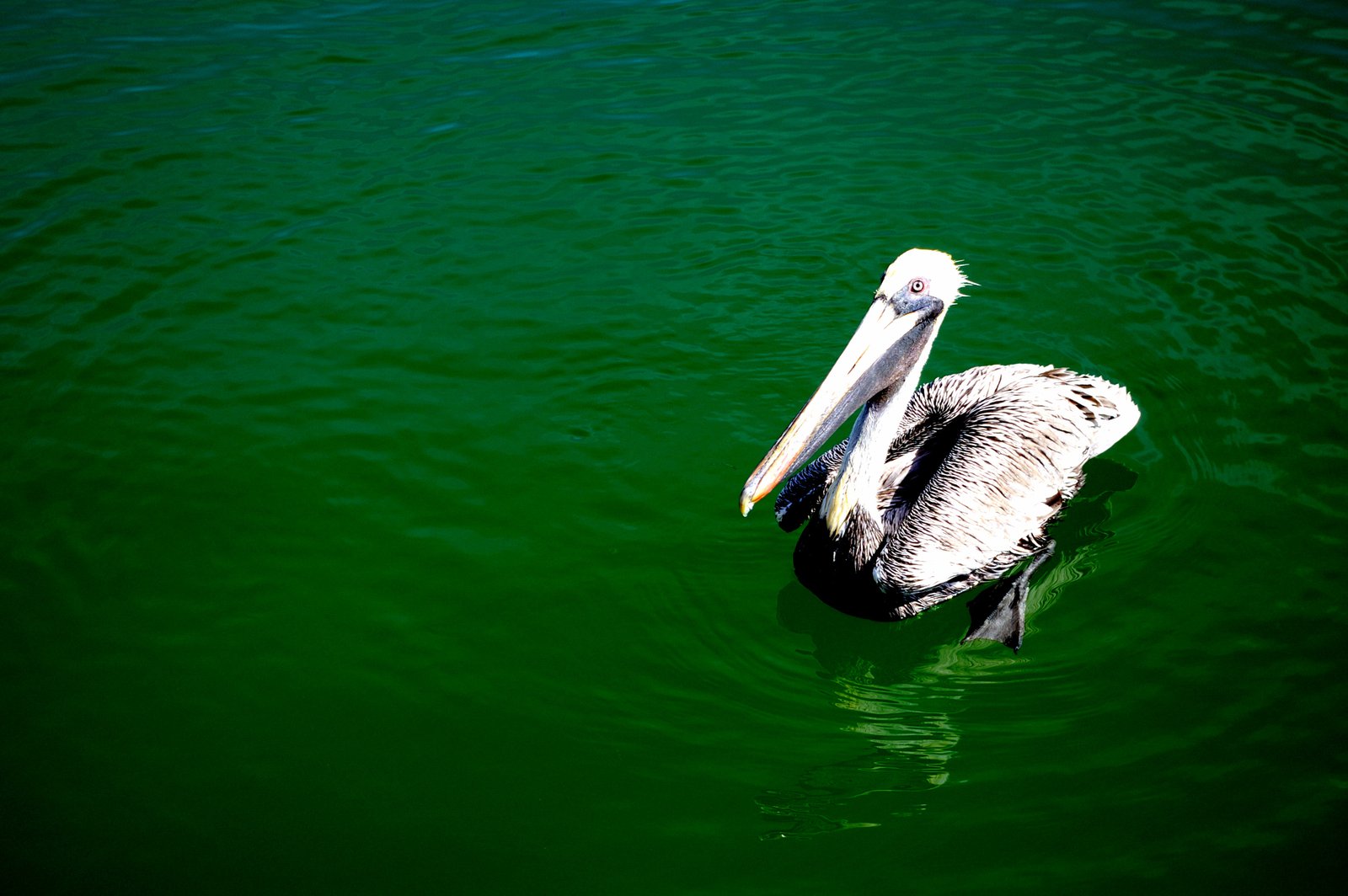 Pelican