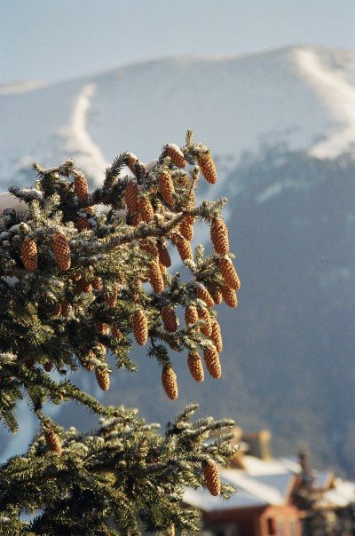 Artsy pinecones at copper.