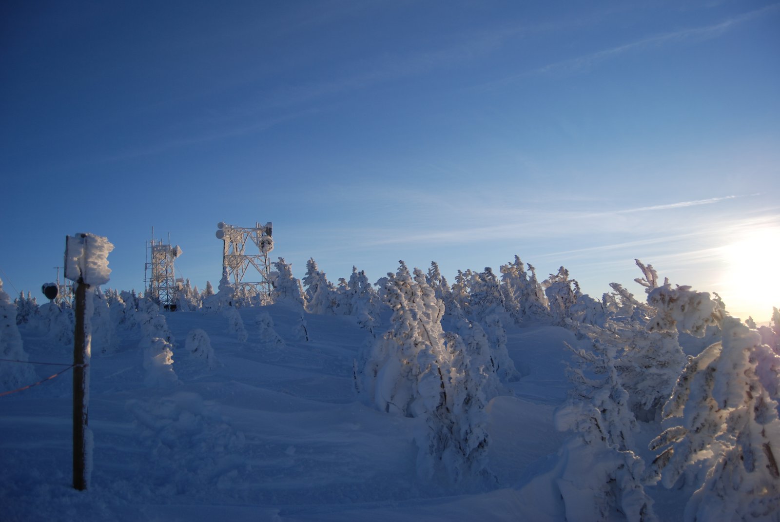 Frozen Trees