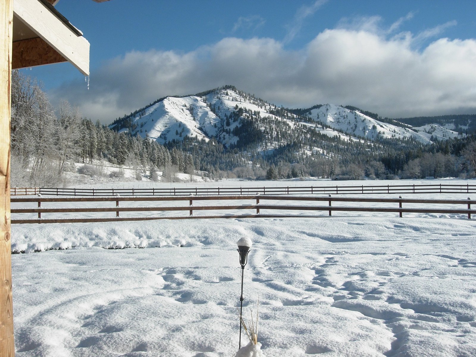 Backyard (dec 2007)