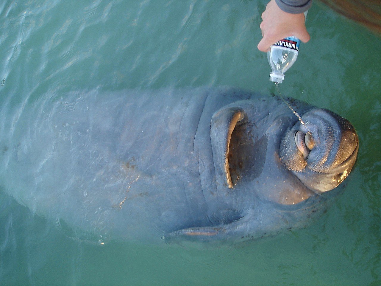 Manatee in the wild