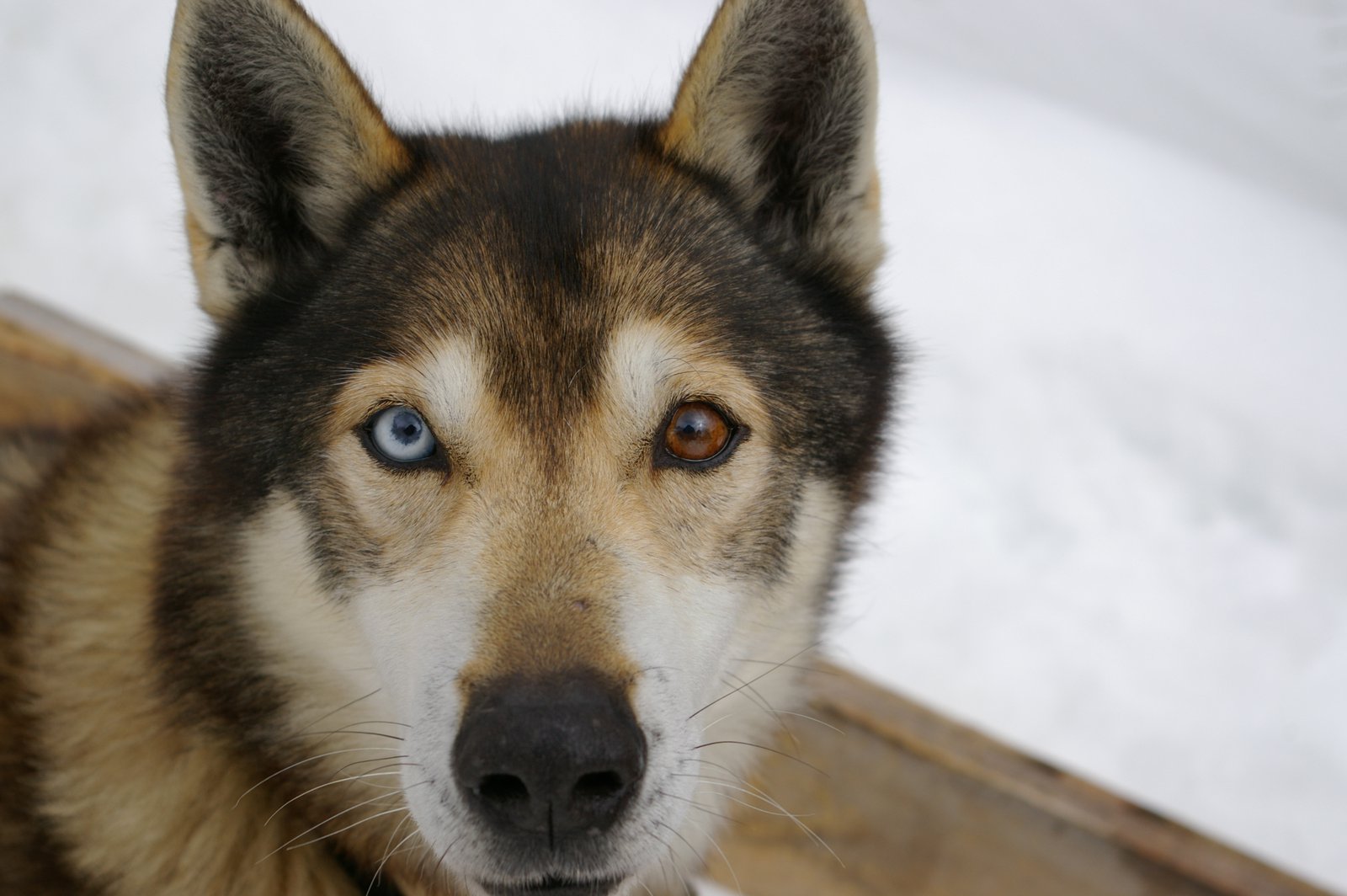 Dog sled dog