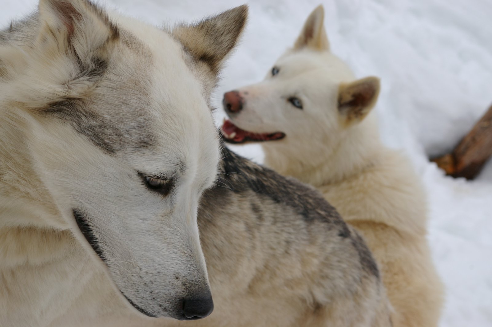 More dog sled dogs