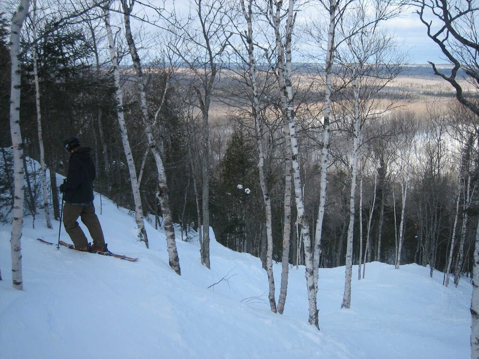 Tree skiing