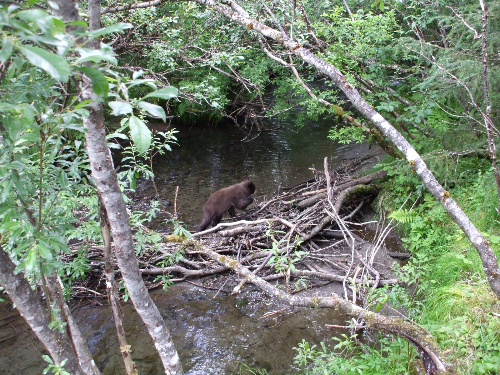 Black bear cub