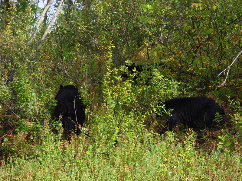 She had two cubs as well