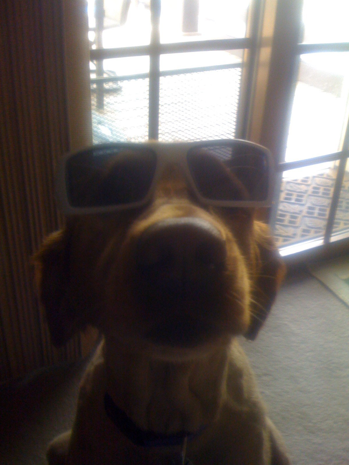 My dog is soooo much cooler than me :(