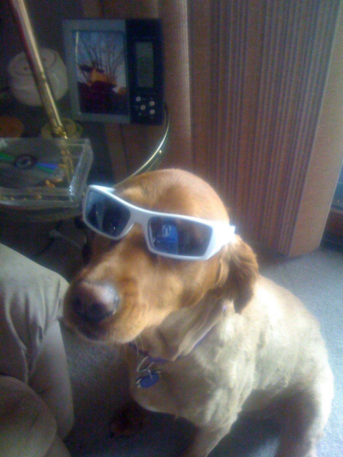 My dog is much cooler than myself :(