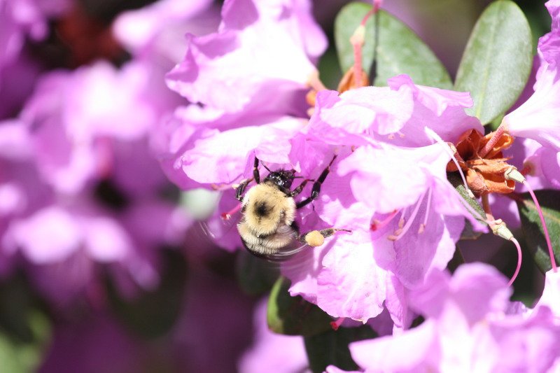 Gettin the Pollen