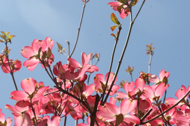 Flowers n Sky