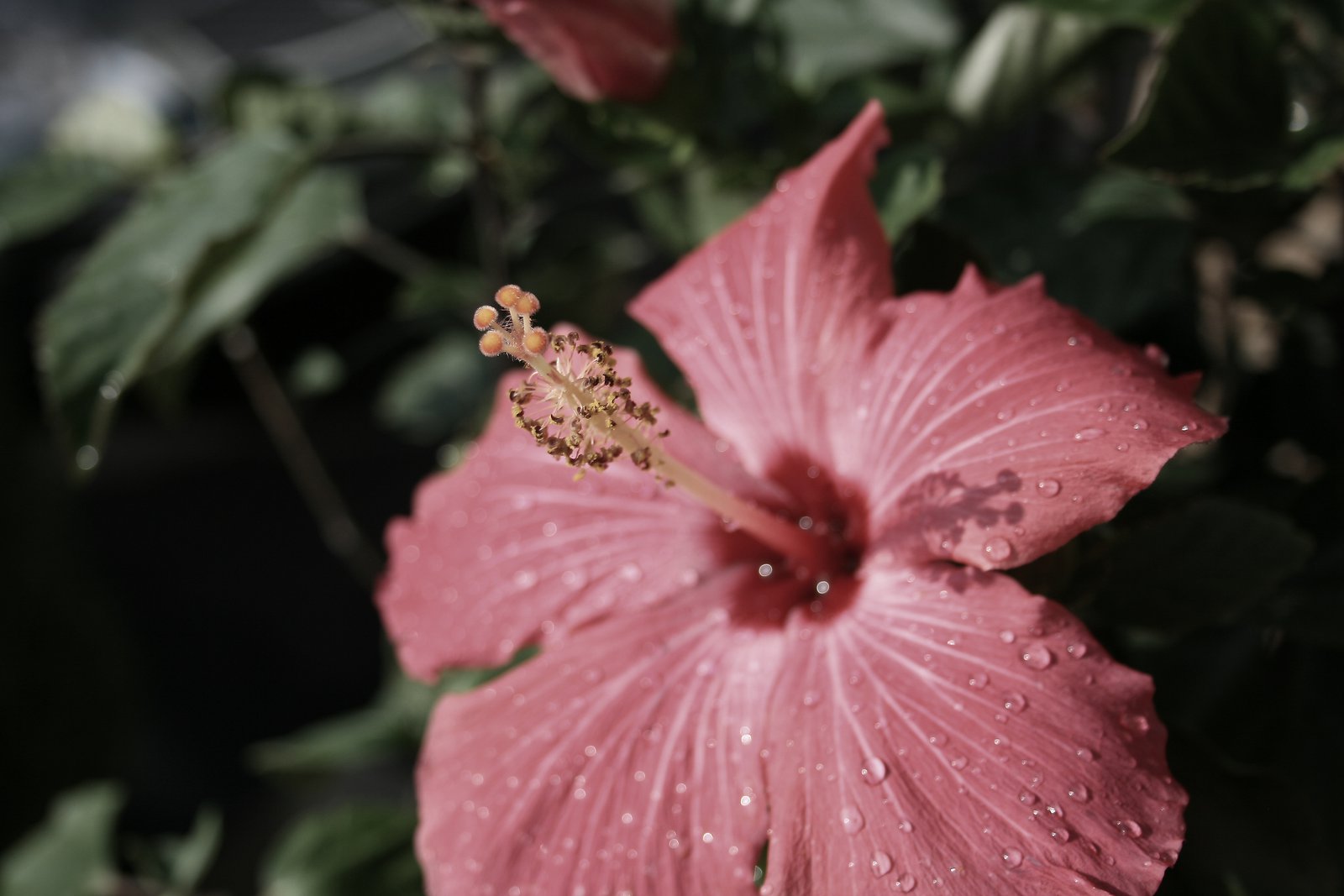 Flower sunset